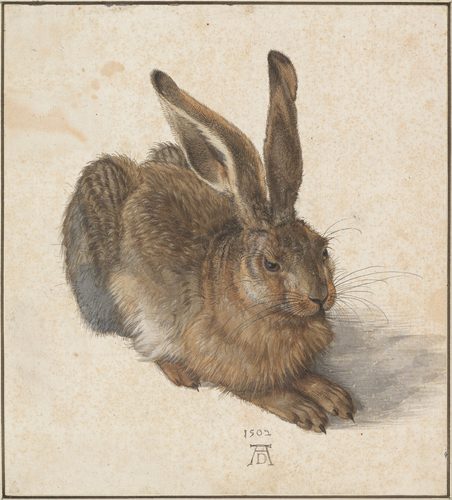 German:  Feldhase Young Hare — Animal Art