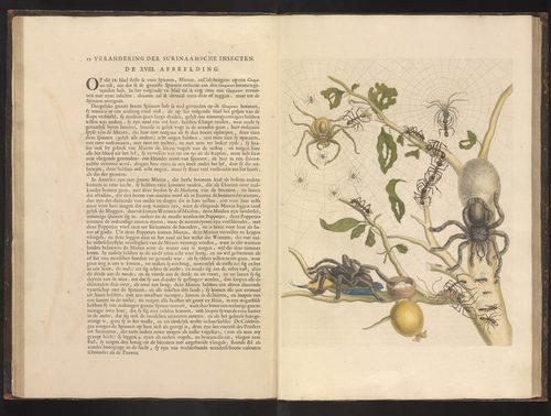 Latin:  Metamorphosis insectorum Surinamensium Metamorphosis insectorum Surinamensium (KB) — Botanical Illustration