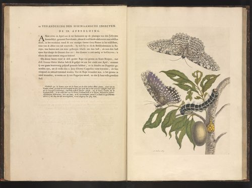 Latin:  Metamorphosis insectorum Surinamensium Metamorphosis insectorum Surinamensium (KB) — Botanical Illustration