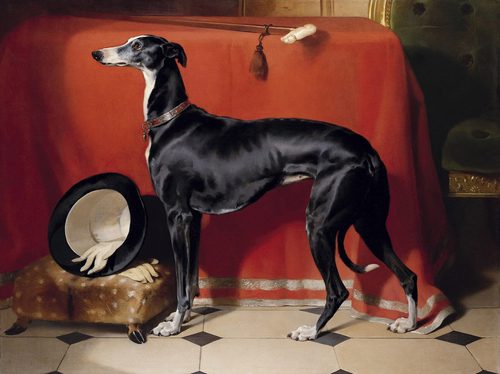 Eos, A Favorite Greyhound of Prince Albert — Pet Portrait
